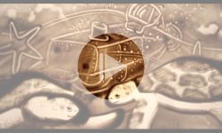 coming soon♥sandart video